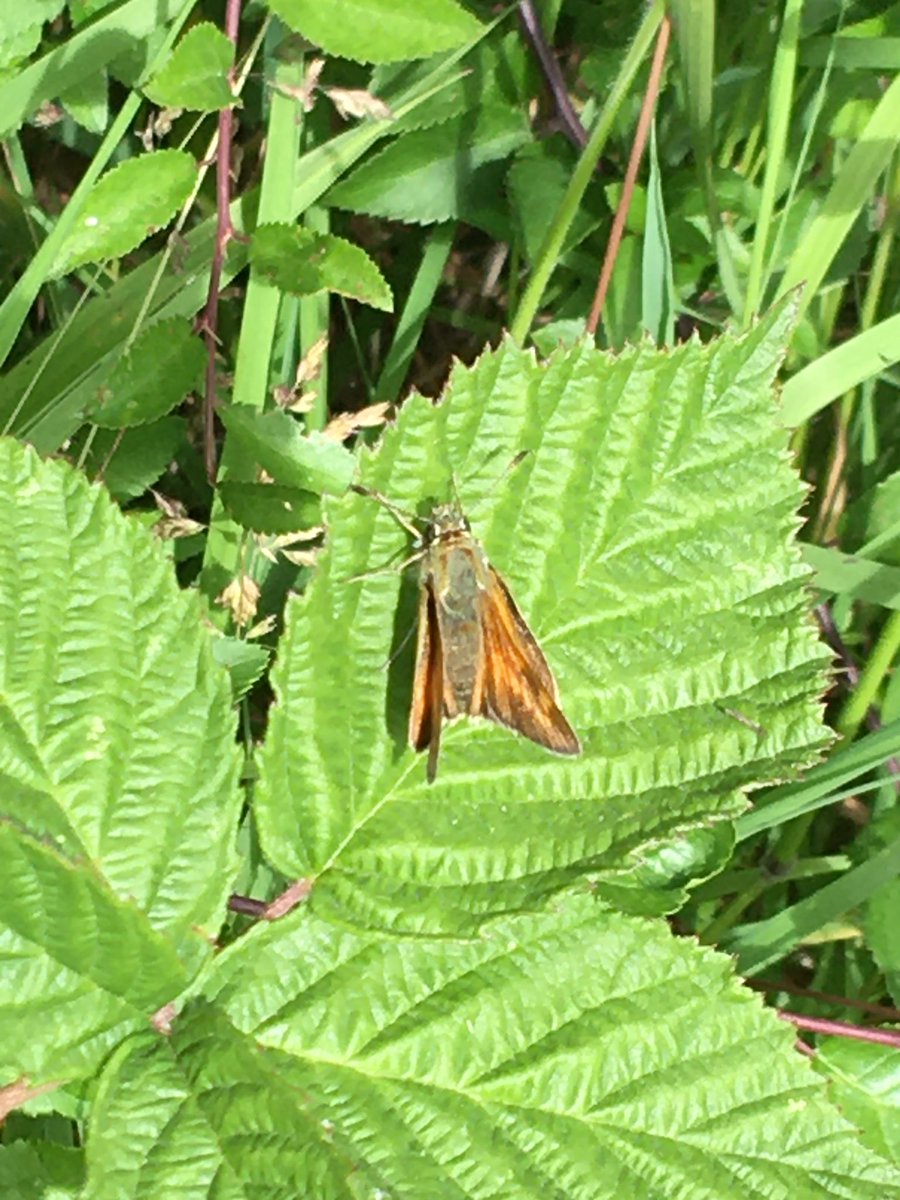 KarenRue1's tweet image. With Teal 🐾 #FlutterbyFriday  Large Skipper