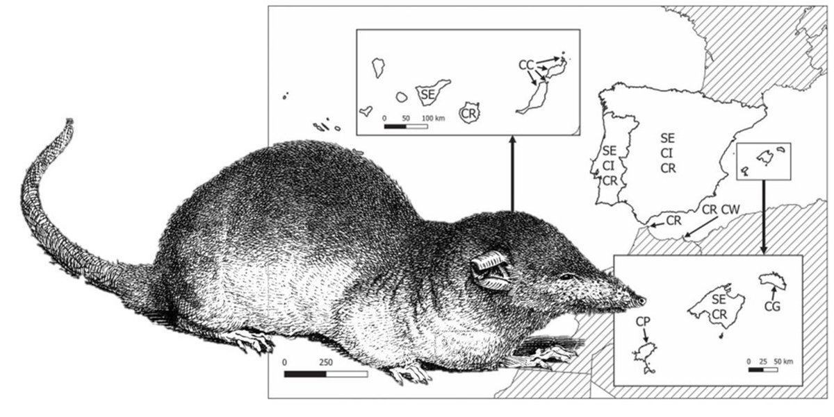 Para saber de musarañas de dientes blancos (Crocidura y Suncus), ya tenemos trabajo de referencia
¿Cuántas especies hay y cuál es el origen de las musarañas de dientes blancos  de España y Portugal?
ENLACE: secem.es/galemys/galemy…
<a href="/SECEM_/">SECEM</a> <a href="/ebdonana/">Estación Biológica de Doñana - CSIC</a>