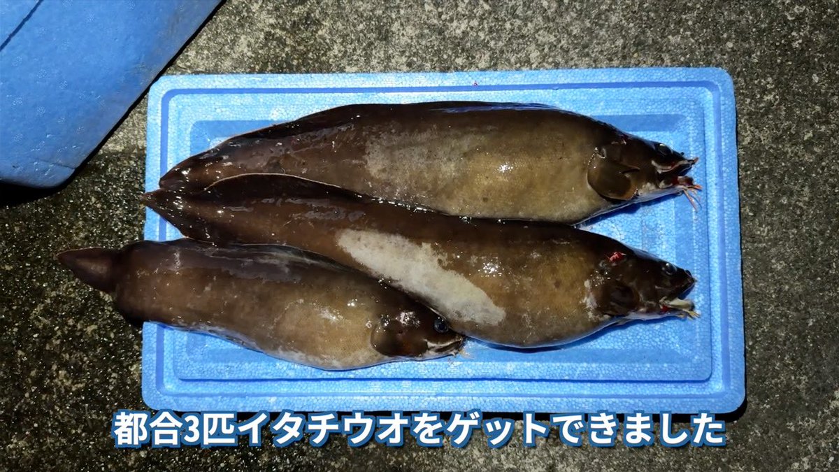 tetsuto_w's tweet photo. 【YouTube】
https://t.co/pcSzgh3U1q
ナマズのような顔にタラのような体、しかしそのどちらとも全く異なる魚であるイタチウオ。夜の港で突然釣れてきたので持ち帰って食べてみると…未利用魚とは思えない味わいにびっくり！ひと手間でとても美味しくなるその味わいをご紹介します。 https://t.co/FbJ9huWWxR