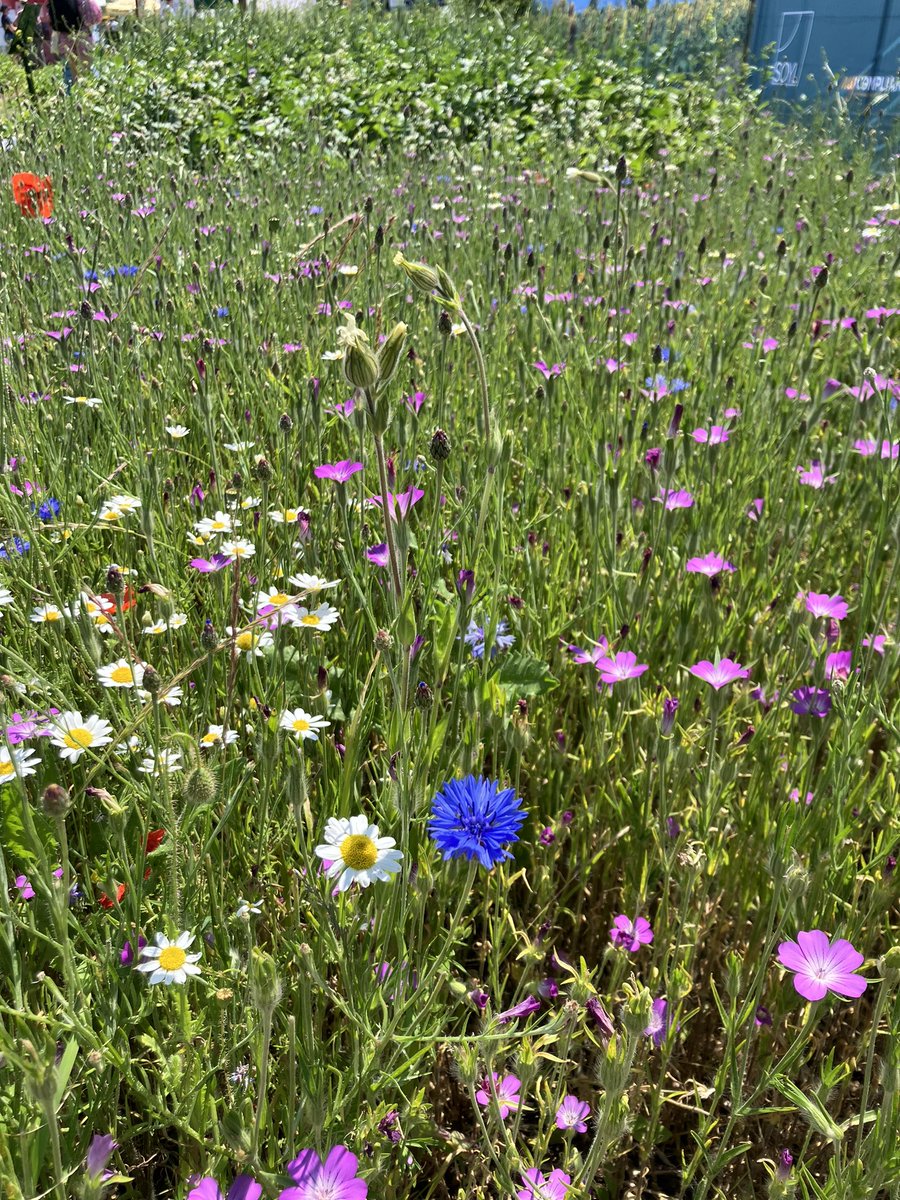 PoMScheme's tweet photo. Thanks to everyone who joined the Biodiversity Bimbles @Groundswellaguk with @ADASGroup @Buzz_dont_tweet @BumblebeeTrust and @UK_CEH exploring insect diversity in the margins and flower mixes. A great way to celebrate @insectweek. More on #FITCounts here! https://t.co/2jqinH0Vfq https://t.co/pU5Ti9quuU