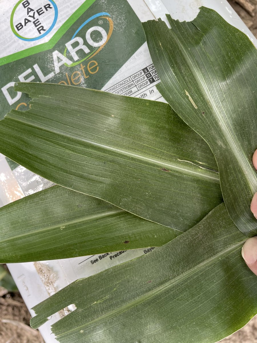 Russell Kavan tweet media