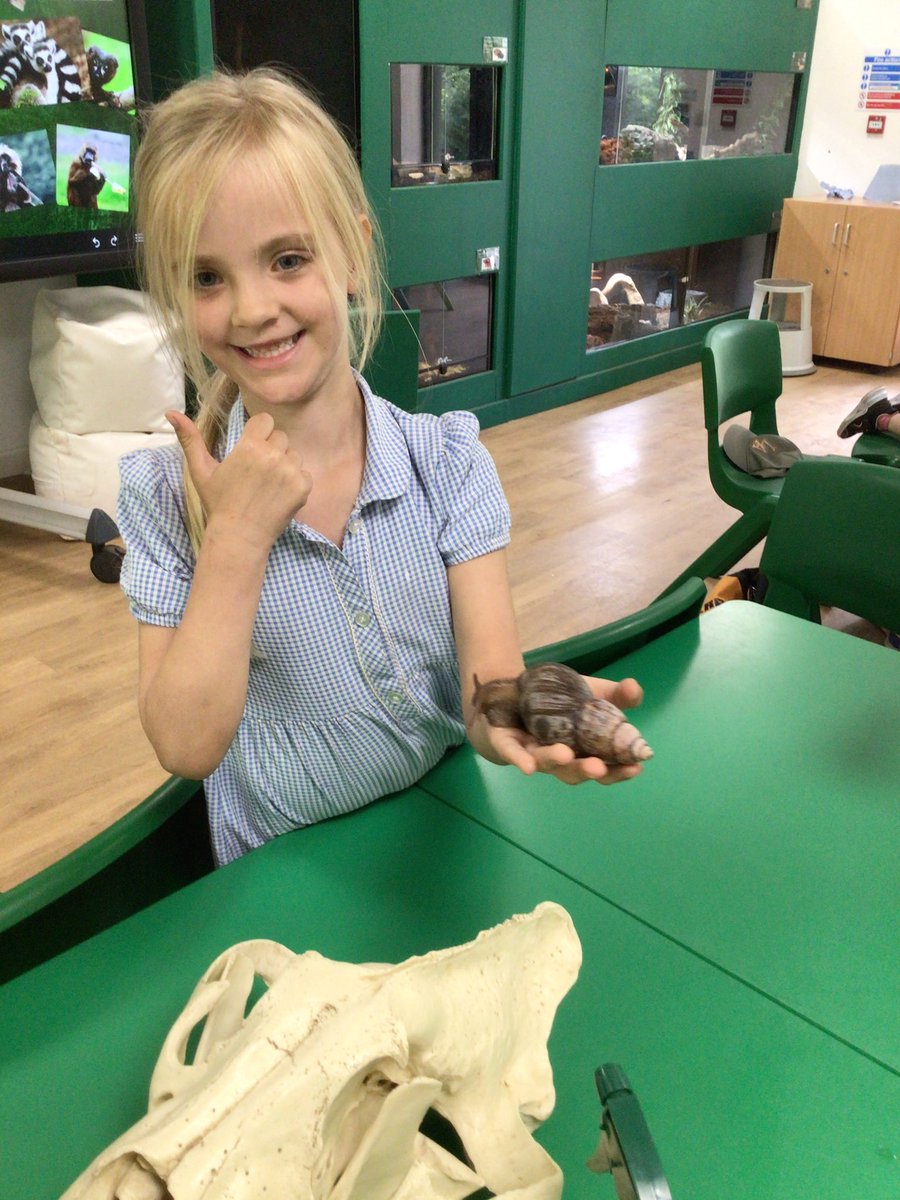 Y1_StPeters_CE (@y1_stpeters_ce) on Twitter photo We got to hold the African snail. Did you know they are herbivores? <a href="/StPeters_CE/">StPeters CE</a> We got to hold the African snail. Did you know they are herbivores? <a href="/StPeters_CE/">StPeters CE</a>