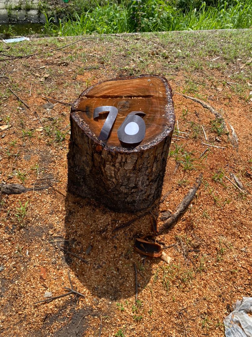 sembramostodos's tweet image. En el #DiaMundialdelArbol exigimos a las autoridades ambientales que @CorpoelecAragua sea obligado, como señala la ley, a plantar 608 árboles en reemplazo de los 76 que talaron indiscriminadamente el 20/6/24 en la calle Soublette de #Maracay
#NoMasTala