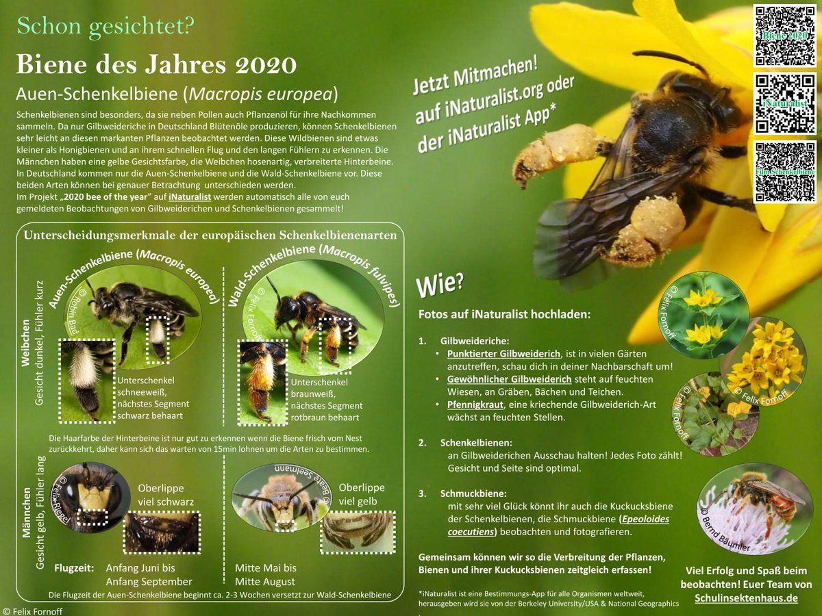 Ebenso spannend wie in 2020, jetzt ist wieder Schenkelbienen-Zeit!