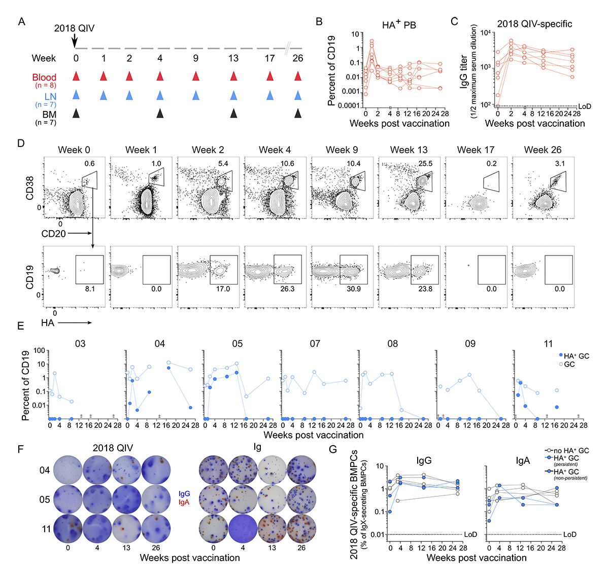 Journal of Experimental Medicine (@jexpmed) on Twitter photo The labs of Wilson, <a href="/skleinstein/">Steven Kleinstein 🖥</a>, Ellebedy et al. investigated the persistent immune response in two vaccinated with inactivated #influenza shot. These individuals showed signs of ongoing activity in germinal centers, which are key for B cell development. hubs.la/Q02DHDvL0 The labs of Wilson, <a href="/skleinstein/">Steven Kleinstein 🖥</a>, Ellebedy et al. investigated the persistent immune response in two vaccinated with inactivated #influenza shot. These individuals showed signs of ongoing activity in germinal centers, which are key for B cell development. hubs.la/Q02DHDvL0
