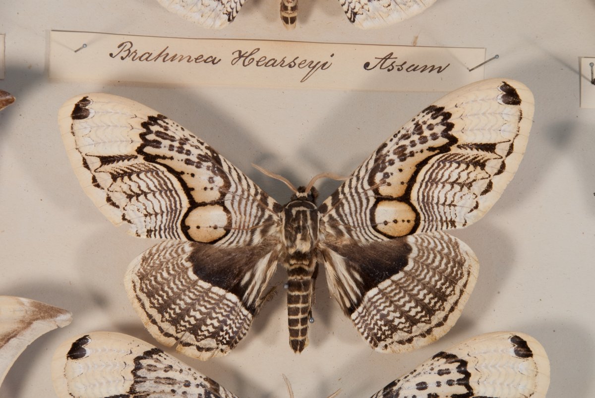 ADMsheffield's tweet photo. Today for #InsectWeek24 we have some lepidoptera (moths and butterflies) from our Doncaster collection. 

Lepidoptera comes from Greek meaning “scaly winged" in reference to the microscopic scales on the wings which can influence colour, pattern and temperature control! https://t.co/3cuM1oq9zL