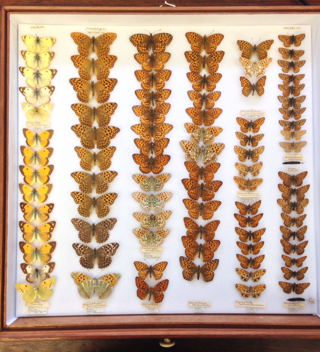 ADMsheffield's tweet photo. Today for #InsectWeek24 we have some lepidoptera (moths and butterflies) from our Doncaster collection. 

Lepidoptera comes from Greek meaning “scaly winged" in reference to the microscopic scales on the wings which can influence colour, pattern and temperature control! https://t.co/3cuM1oq9zL