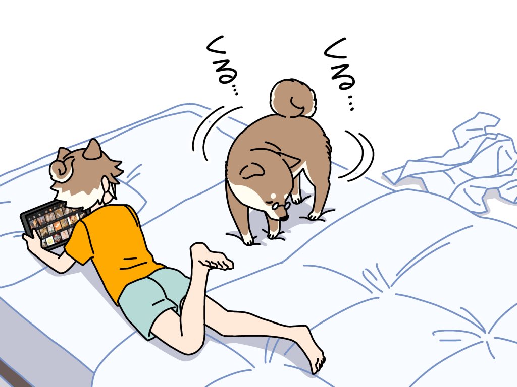 知能が高過ぎる柴犬が寝る時 