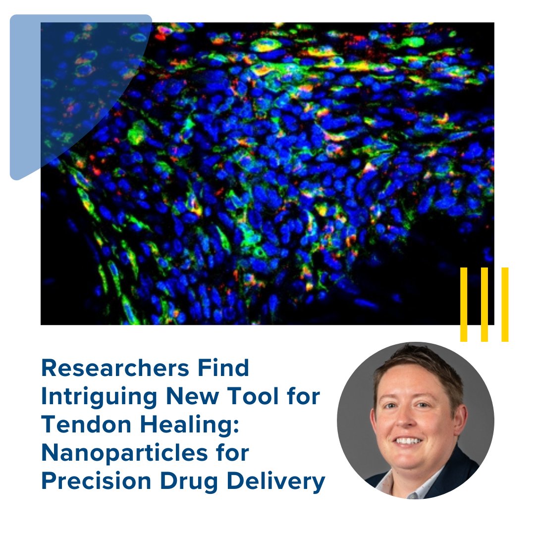 Tendon injuries can be life-changing, often requiring surgery.

The latest #URochesterResearch out of the <a href="/LoiselleLab/">Alayna Loiselle</a> used nanoparticles for targeted drug delivery, dramatically improving healing and reducing scar tissue in one treatment.

More: urmc.info/1Do