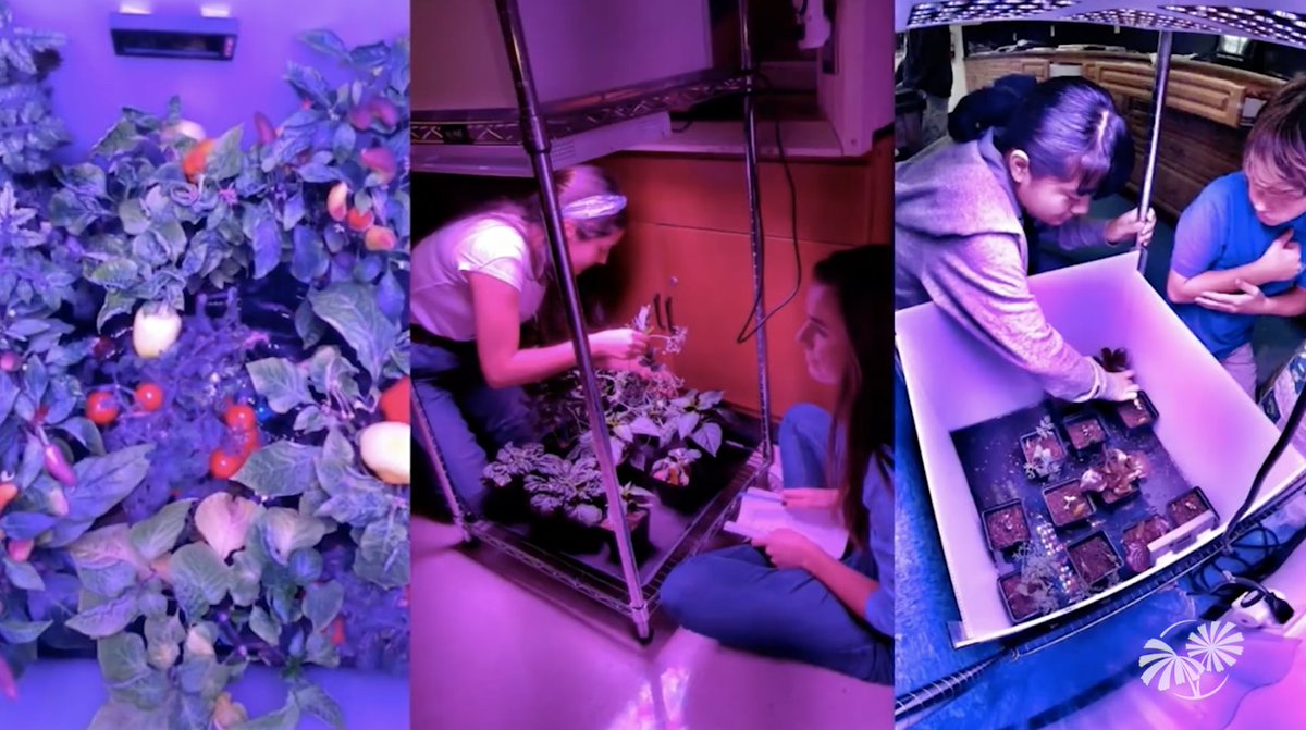 DoNASAScience's tweet image. 6th-12th grade teachers: You can #DoNASAScience in your classroom! As part of the Growing Beyond Earth project, your students conduct plant experiments to advance research on growing edible plants in space. Join the next info session, July 1st, 11am ET: bit.ly/3R60Lbb