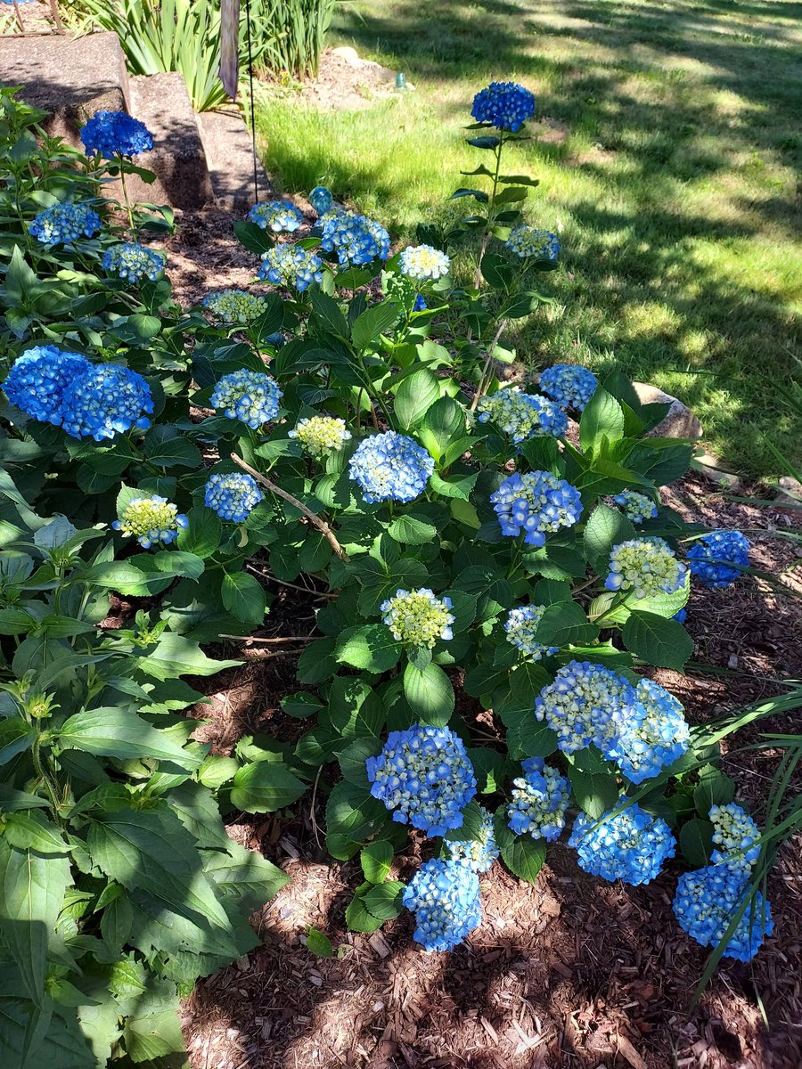 cheech192's tweet photo. @petermarteka I agree. This is the best year we have had with this hydrangea in our front yard. https://t.co/Q9rR1dXsrx