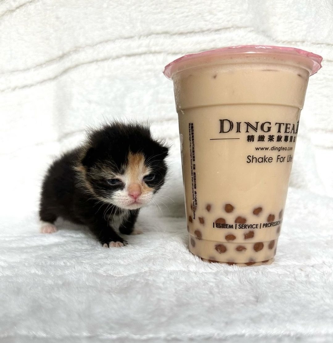 stickydacat's tweet photo. The Boba Tea Brothers 🧋 https://t.co/KmvquYsaeP