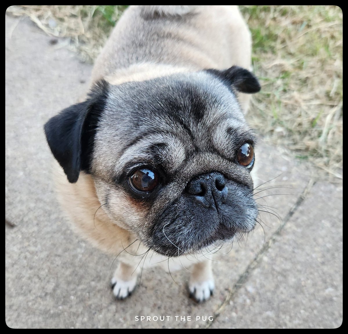 SproutThePug's tweet photo. Sparkle here!
What do you call an angry carrot? ๐ ๐ฅ
A steamed veggie!! ๐คฃ
#FridayFunny #pughumor #puglife #fridayvibes #sillyjokes https://t.co/nnqYBntL1W