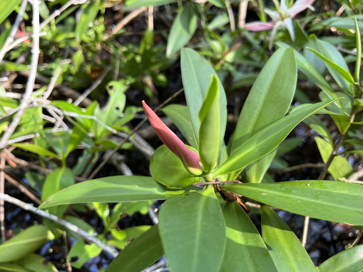 Continuamos con los esfuerzos por la conservación de la biodiversidad y celebramos los nuevos aportes a  <a href="/IUCNRedList/">IUCN Red List</a> con la re-evaluación de Pelliciera rhizophorae y la evaluación de Pelliciera benthamii