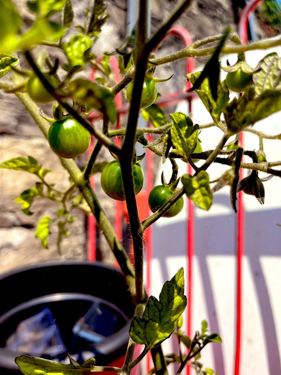 Holtonprimary's tweet photo. #HPSNursery have been caring for their plants so well that we now have tomatoes growing! π
#HPSSciTech #outdoorlearning https://t.co/CxAYc3OdqR