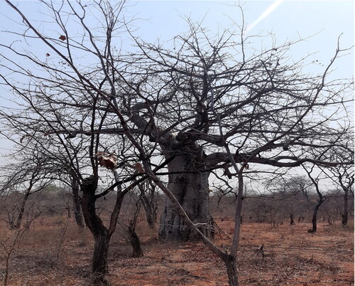 Journal of Southern African Studies (@jsas_editors) on Twitter photo Based on fieldwork near Kariba, <a href="/MatanzimaJoshua/">Joshua Matanzima</a>'s article examines rival explanations for climate change. The chief's authority is undermined by popular accusations that his failure to enact rainmaking rites is the cause of drought & animal encroachment.
tandfonline.com/doi/full/10.10… Based on fieldwork near Kariba, <a href="/MatanzimaJoshua/">Joshua Matanzima</a>'s article examines rival explanations for climate change. The chief's authority is undermined by popular accusations that his failure to enact rainmaking rites is the cause of drought & animal encroachment.
tandfonline.com/doi/full/10.10…