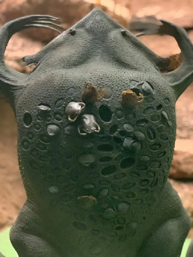🔥Surinam toad giving birth