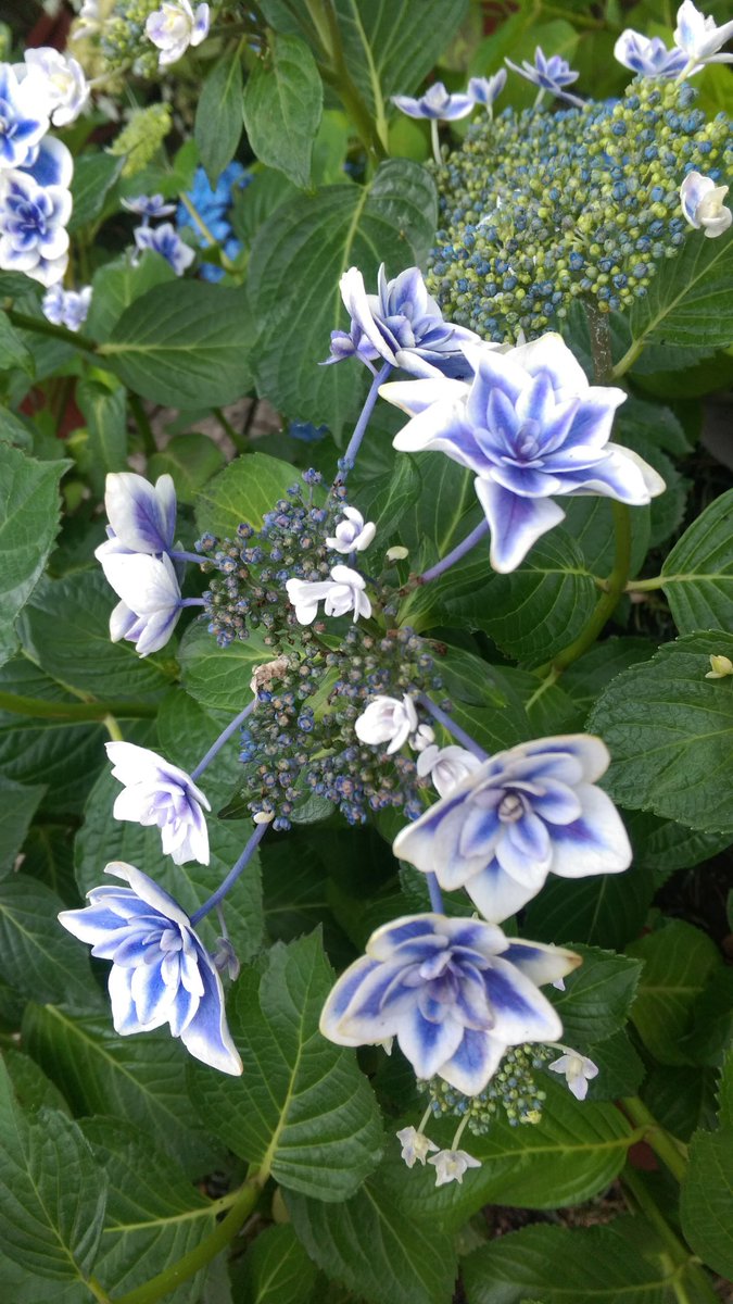 jadeongreen's tweet photo. 紫陽花 in 鎌倉
 #TLを花でいっぱいしよう 
 #TLを紫陽花でいっぱいにしよう https://t.co/cZXT0gMZ8s