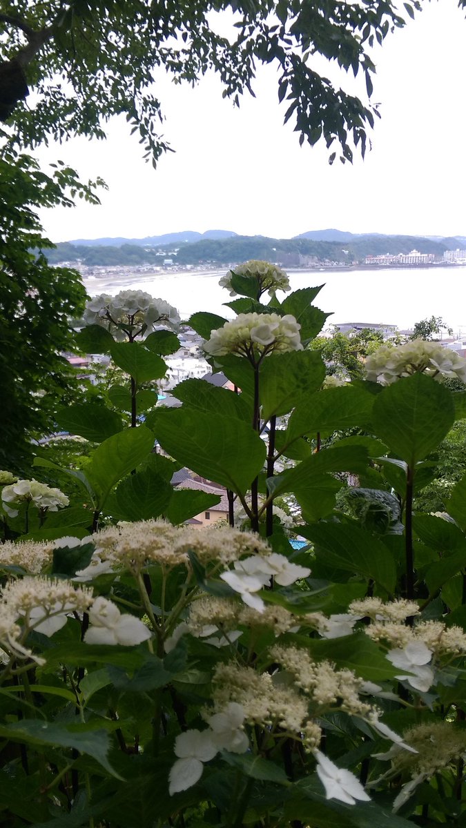 jadeongreen's tweet photo. 紫陽花 in 鎌倉
 #TLを花でいっぱいしよう 
 #TLを紫陽花でいっぱいにしよう https://t.co/cZXT0gMZ8s