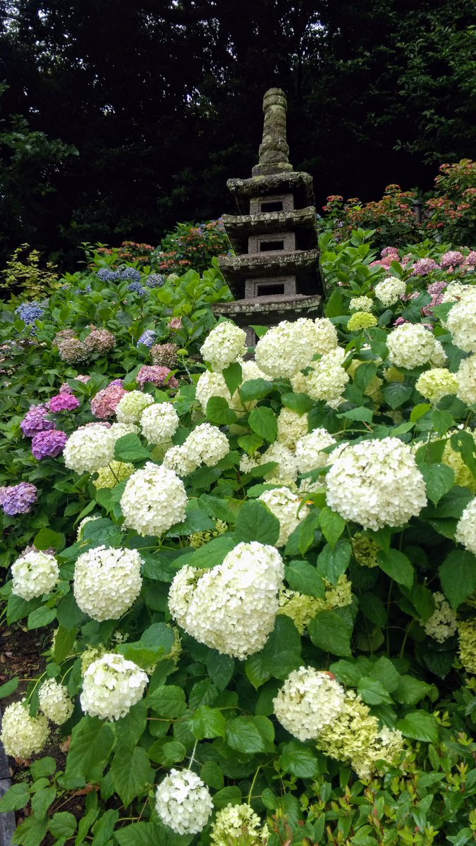 jadeongreen's tweet photo. 紫陽花 in 鎌倉
 #TLを花でいっぱいしよう 
 #TLを紫陽花でいっぱいにしよう https://t.co/cZXT0gMZ8s