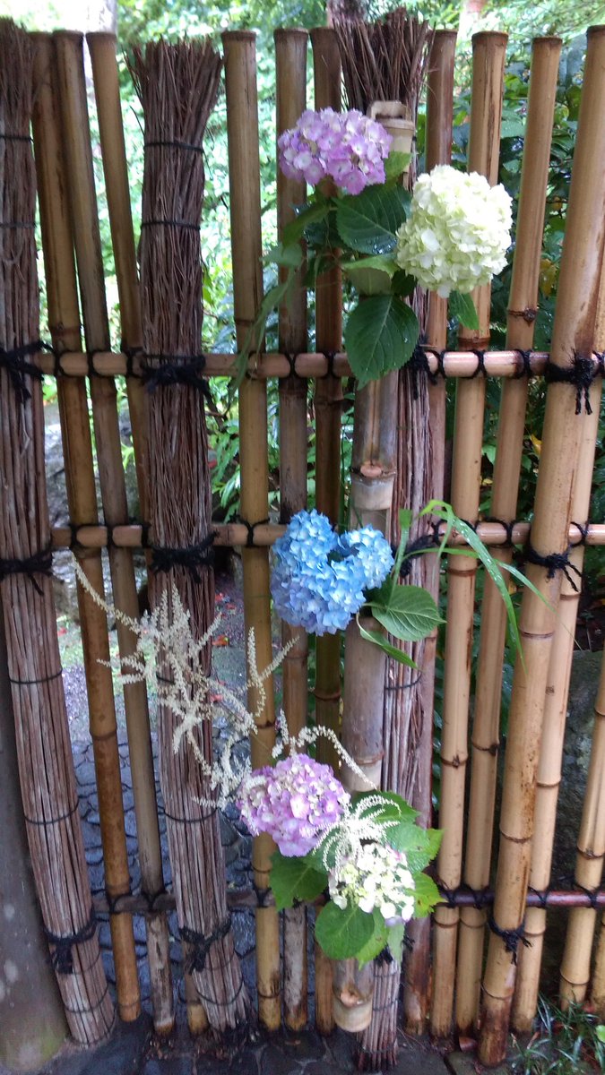 紫陽花 in 鎌倉
 #TLを花でいっぱいしよう 
 #TLを紫陽花でいっぱいにしよう