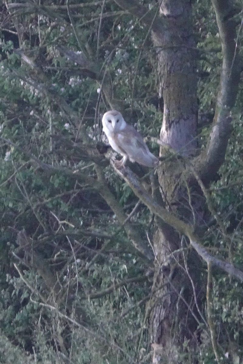 jab_books's tweet image. In his wonderful book Singing like Larks @AndrewMillham has a chapter Be More Owl. On a break in N Norfolk we were delighted to watch Barn Owls flying over Thornham Marsh. A real treat, just like Andrew's book.