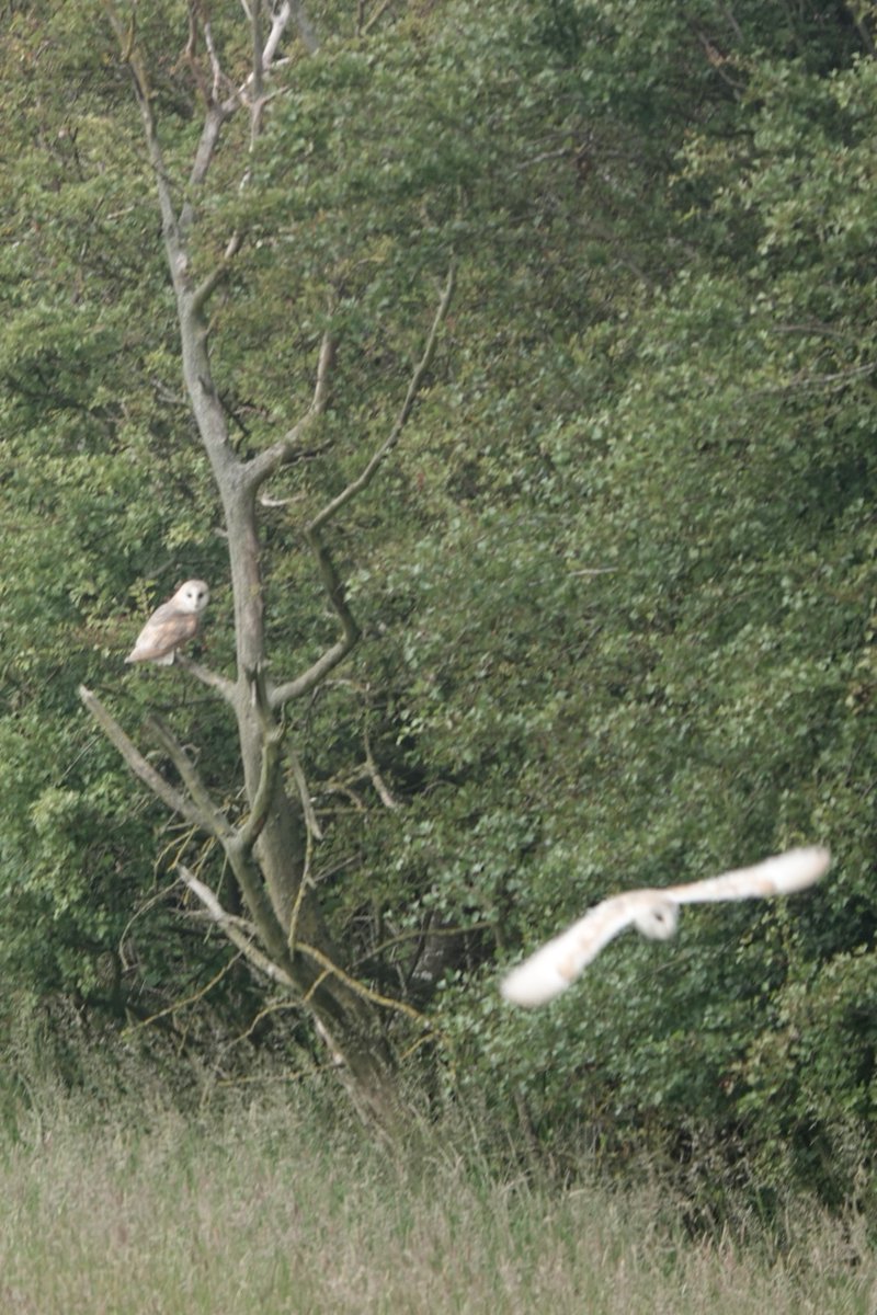 jab_books's tweet image. In his wonderful book Singing like Larks @AndrewMillham has a chapter Be More Owl. On a break in N Norfolk we were delighted to watch Barn Owls flying over Thornham Marsh. A real treat, just like Andrew's book.