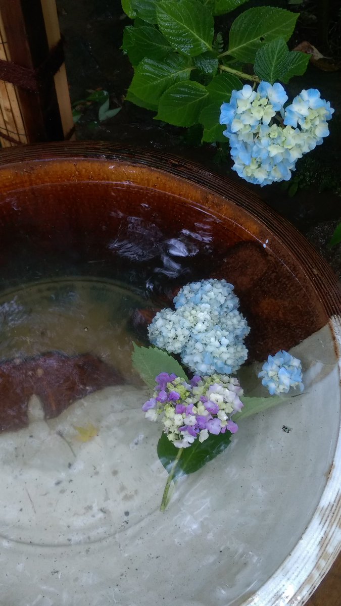 jadeongreen's tweet photo. 紫陽花 in 鎌倉
 #TLを花でいっぱいしよう 
 #TLを紫陽花でいっぱいにしよう https://t.co/SiXRKfDhPA