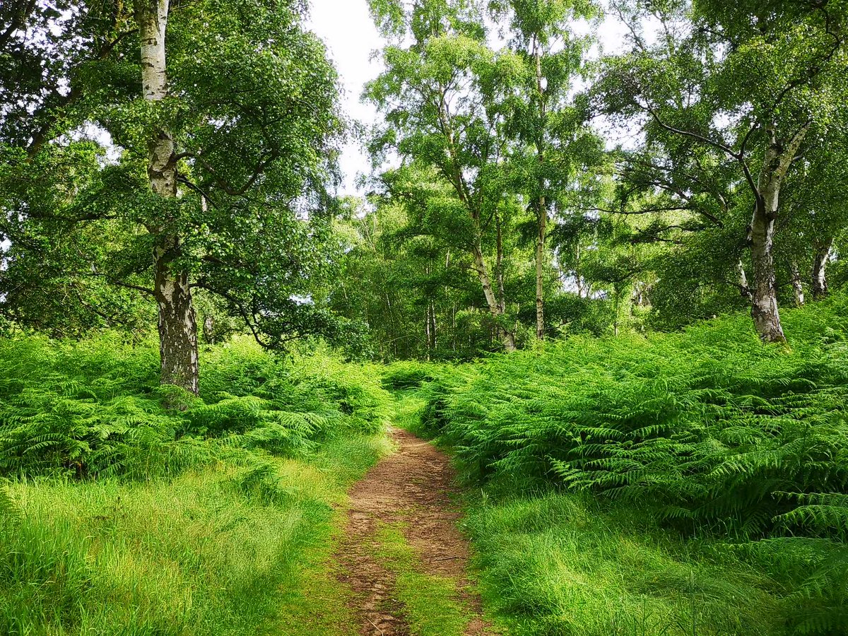 AWildWonderer's tweet photo. I've had such a wonderful time taking part in #30DaysWild this year 🌿❤️ We've enjoyed so many wild adventures, with the perhaps the wildest enjoyed at @RSPBTheLodge. Taking advantage of the afternoon sunshine, we gently wandered, enjoying some real treasures along the way (1/6) https://t.co/SKzgig7B5a