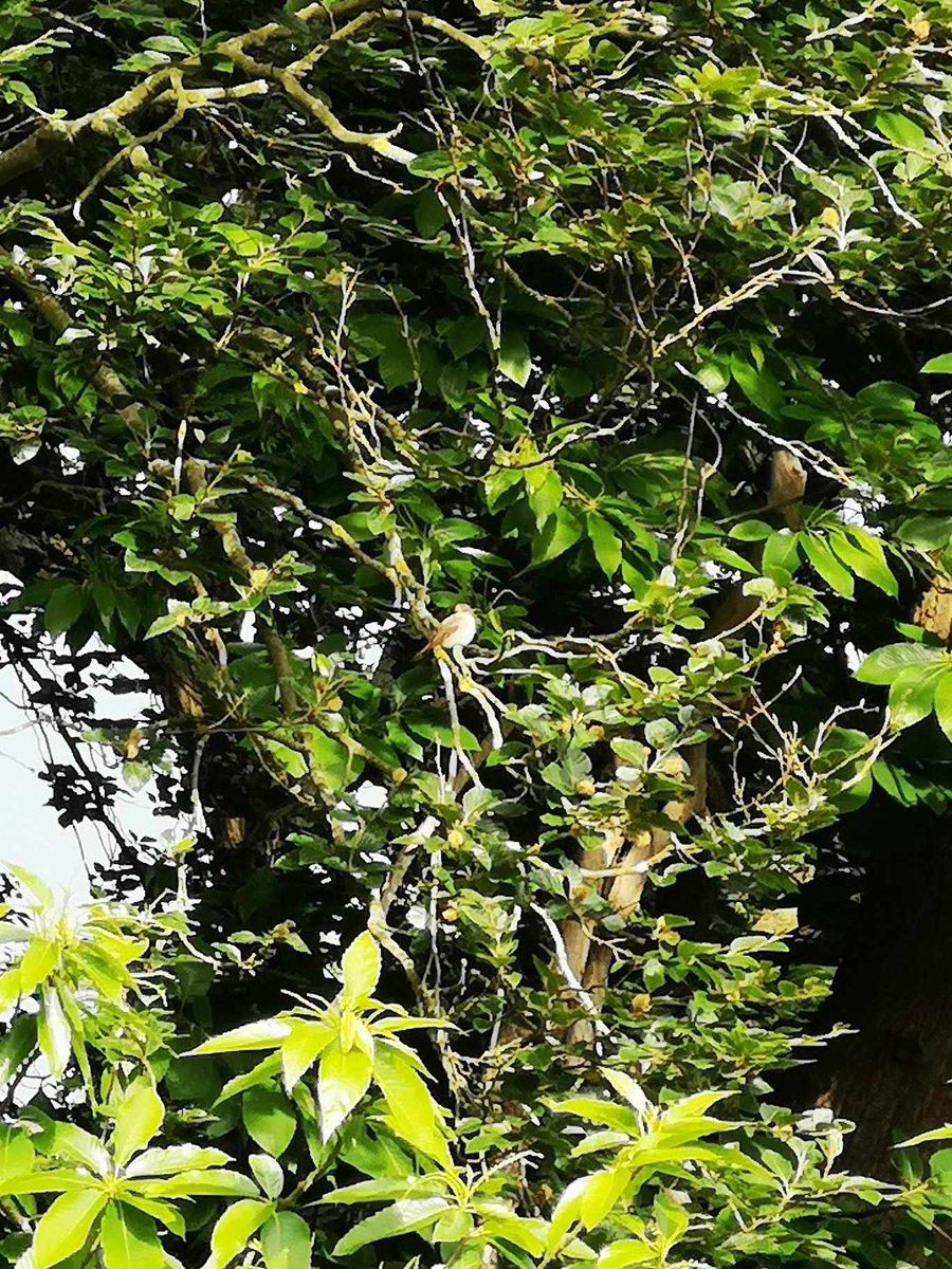 AWildWonderer's tweet photo. But there were two real stars of our visit ⭐ The first came in the form of a stunning Elephant Hawk-moth (the first I've ever spotted), whilst the second was a little more understated, but no less exciting, as two Spotted Flycatchers gifted us privileged views ❤️ (5/6) https://t.co/l9aLiGMuVq