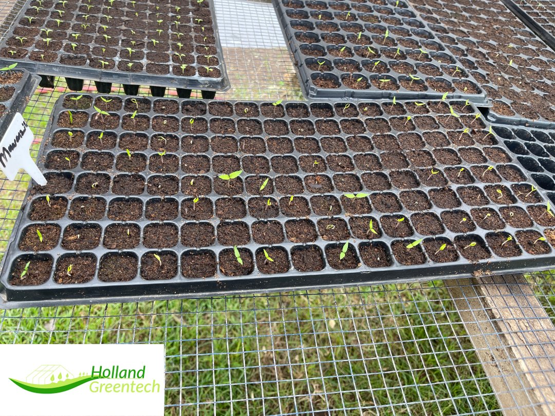 HGTGhana's tweet photo. Last Saturday, during the practical training session at the Adenta Community Garden, participants were divided into four groups and provided with nursery materials to nurse their seeds.
After a few days, here are the results of their efforts.
#HGT
#defarmacist https://t.co/fi0r9fFDh0