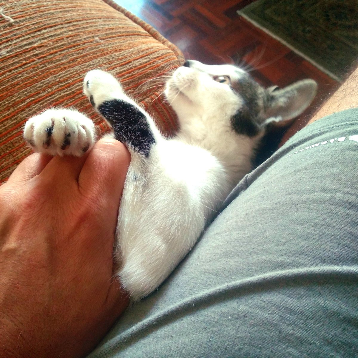 Bruce_wayne_67's tweet image. Así comienza mi día 🙄...peleando con esta bestia peluda 
Ya no puedo ni meditar en paz 
#Perro #Ladilla #Letal 🦇