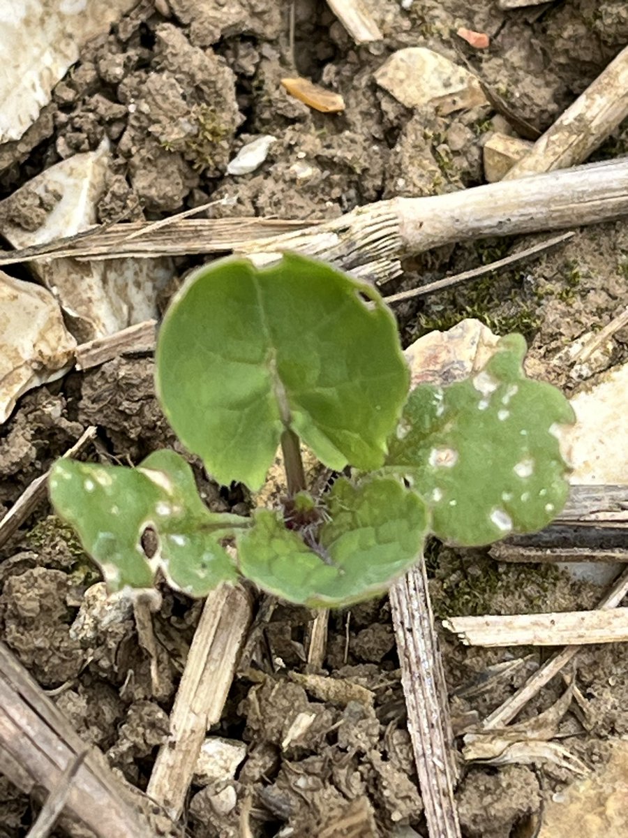 Paul Davey 🚜🌾🐑🚛🏴󠁧󠁢󠁥󠁮󠁧󠁿🏉 tweet media