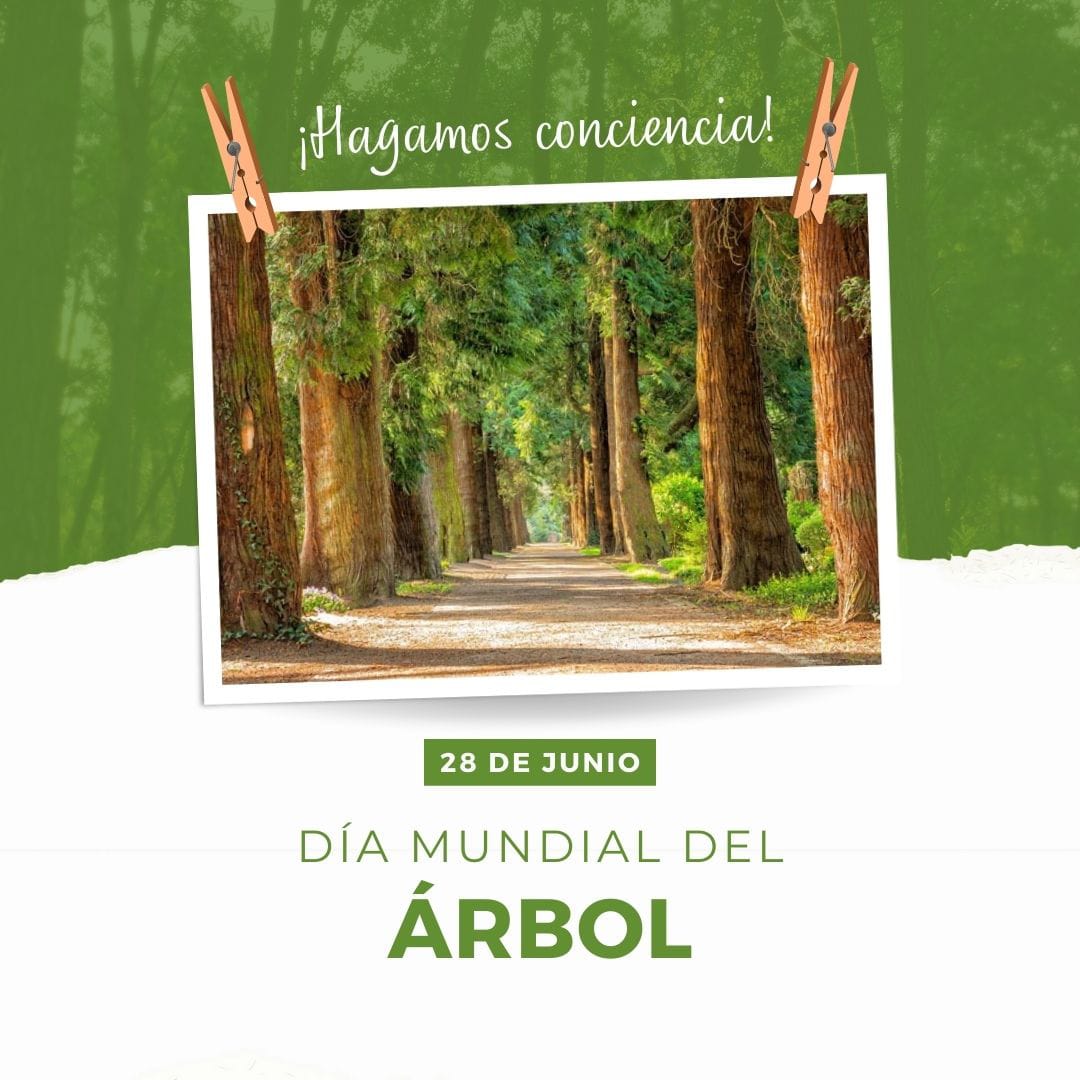 Hoy, Día del Árbol. En 1840 Suecia fue el primer país que lo celebró para generar conciencia sobre la importancia de los recursos forestales.
Estos héroes verdes son imprescindibles para la vida en el planeta. Fomentemos la siembra, limpieza de bosques, y educación forestal.