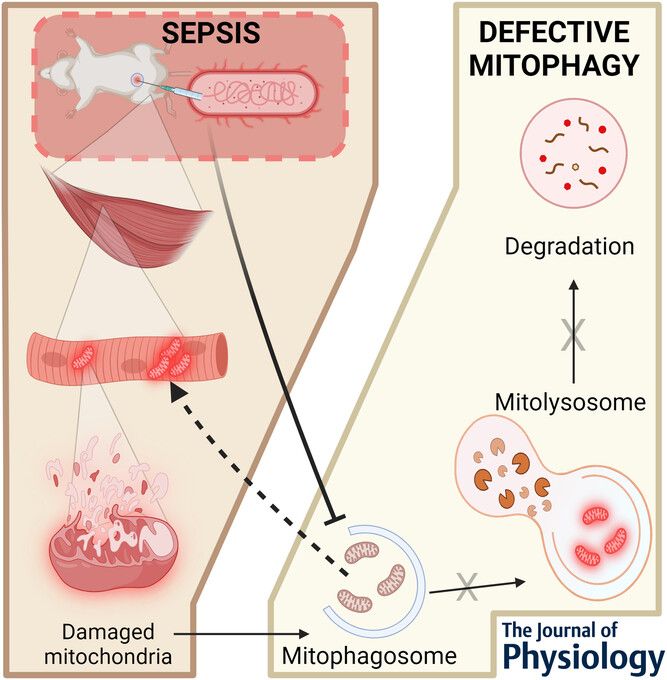 Journal of Physiology tweet media