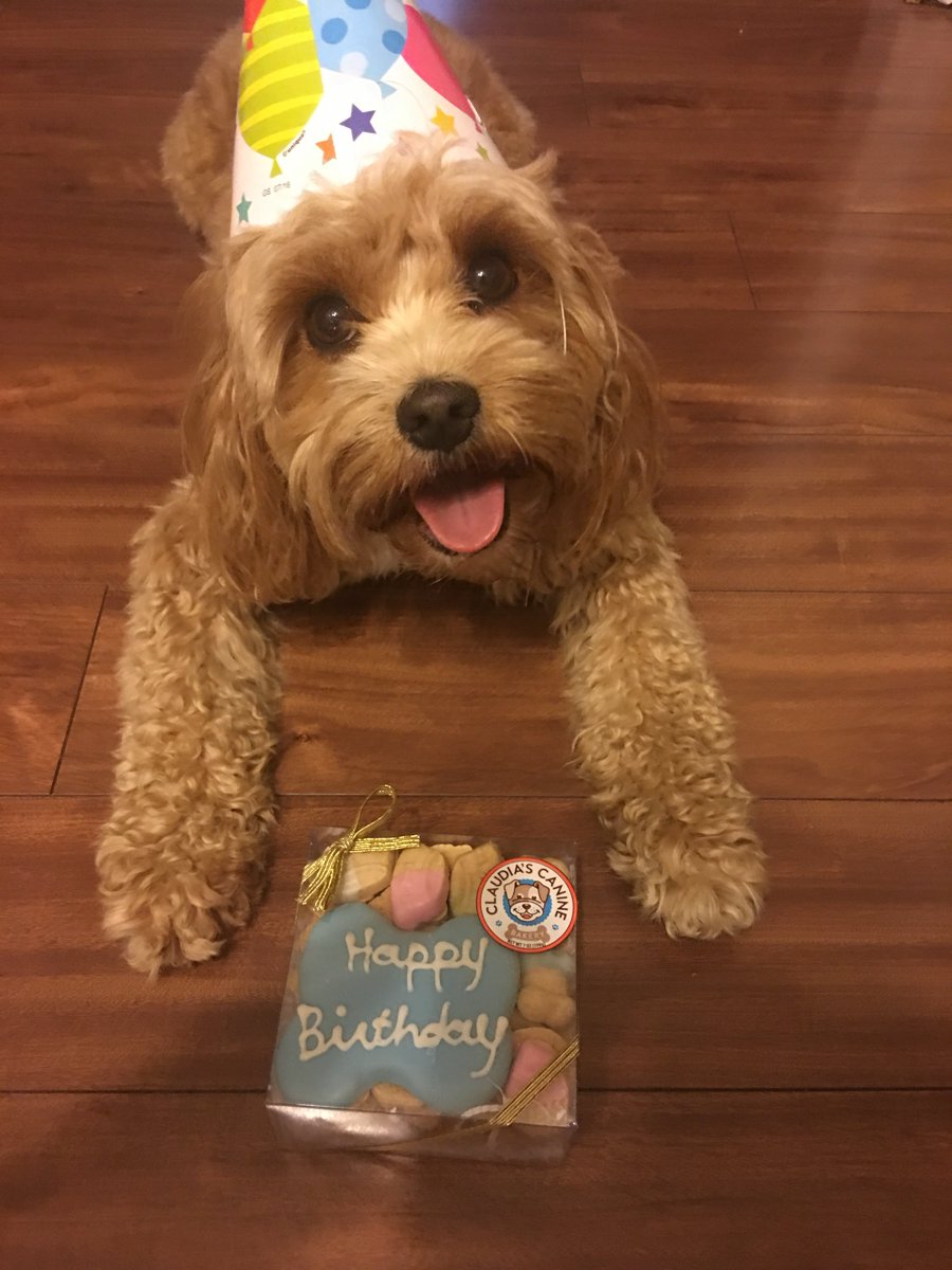 allthedogspleaz's tweet image. Happy birthday Charlie! 🎉👑❤️