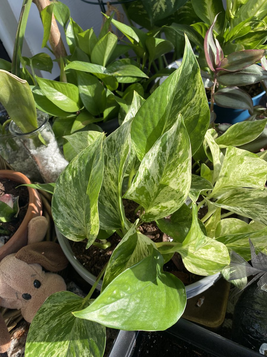 My plant babies
