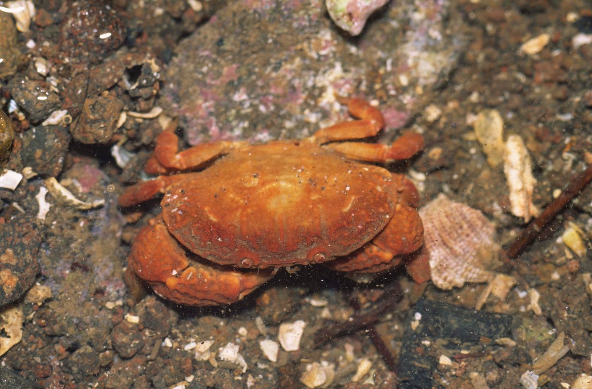 新品　匿名　 spindleshanks crab カニ Amazon.com: Chef'n WiseCracker Crab Cracker: Home & Kitchen