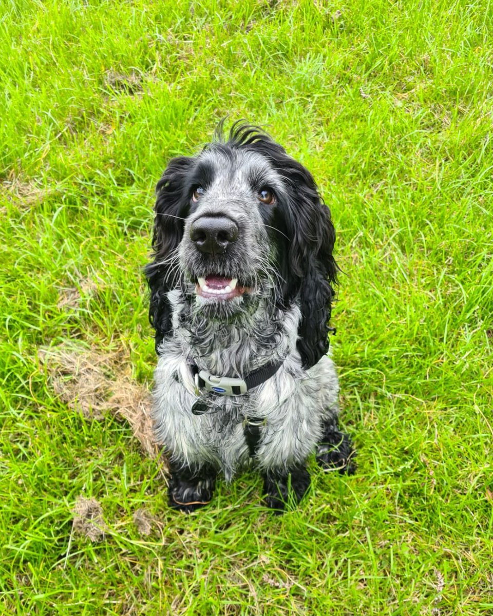 HearingDogs's tweet photo. Big smile for Billy as he's just found out some happy news!

He's passed the second stage of his hearing dog training - the Puppy 2 Star ⭐⭐

As he heads into the next stage, he will soon start exploring busier public places and take a trip on public transport 🚌🐾 https://t.co/MUJJRtq9TL