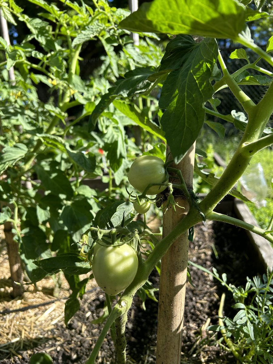 MSC_Garden (@gardenmsc) on Twitter photo Good morning from the <a href="/GardenMsc/">MSC_Garden</a>
All of our plants are doing well and weโre hoping for a good season - our 10th! ๐ Good morning from the <a href="/GardenMsc/">MSC_Garden</a>
All of our plants are doing well and weโre hoping for a good season - our 10th! ๐