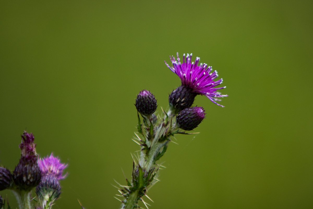 Happy Friday, another lovely walk for #mywalkit #naturephotography #birds #flowers #rabbit #photography