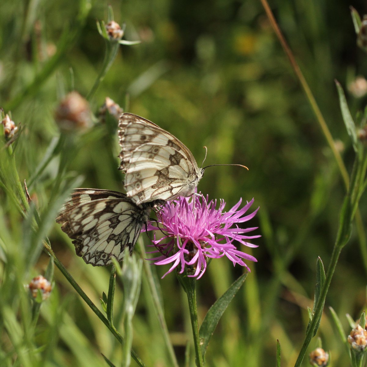 Guy Pe'er tweet media