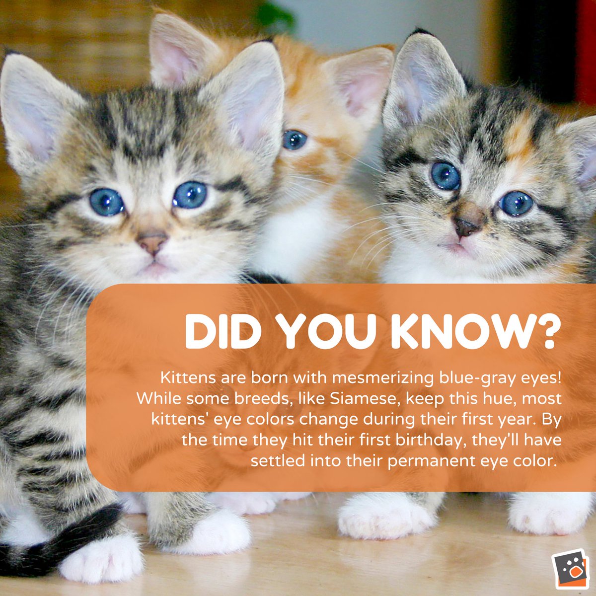 Ever noticed those enchanting blue-gray eyes in kittens? 😻 Fun fact: Most change color within their first year, but some, like Siamese, keep them! Witness their eye color evolution and share the joy of their journey! 💙🐾 #KittenEyes #FunFact #AdoptACatMonth