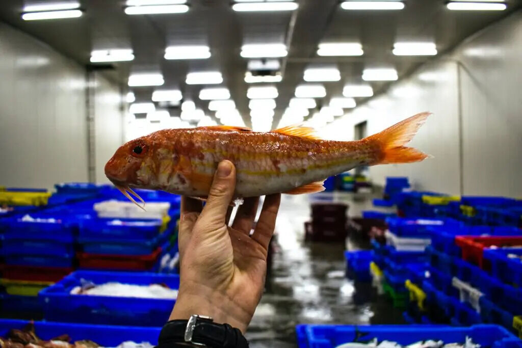 indwash's tweet photo. Freshness Alert! #IWM's fish crate and box washers ensure the highest hygiene standards for the fish industry, from smoking racks to salmon trays.
Tackle smell, slime and scales head-on!
Dive into clean with IWM โก๏ธ https://t.co/cfU2cbgXUP
#FishIndustry #CleanEating https://t.co/mqQqnATl9V