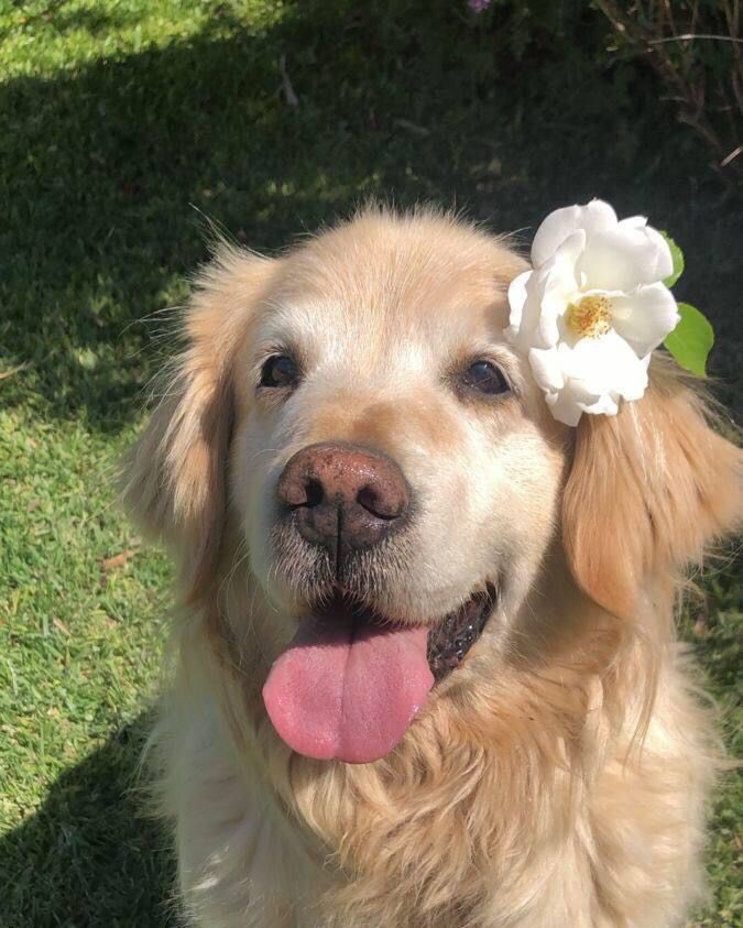 twaniimals's tweet photo. 🌼 https://t.co/f3S5DXJAlJ