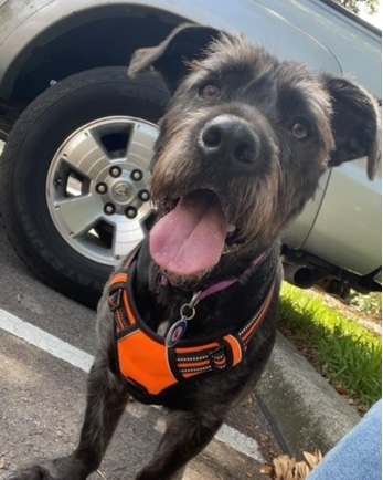 UTK_KRSS's tweet photo. Zoura is a #TinyButMighty 3.5 year old named after Pokemon! She's the perfect addition to our #FurFriday posts. Take a look at her and her owner, Adam, on their adventures!
#KRSS #UTKnoxville #GBO https://t.co/wdstOrqUSy