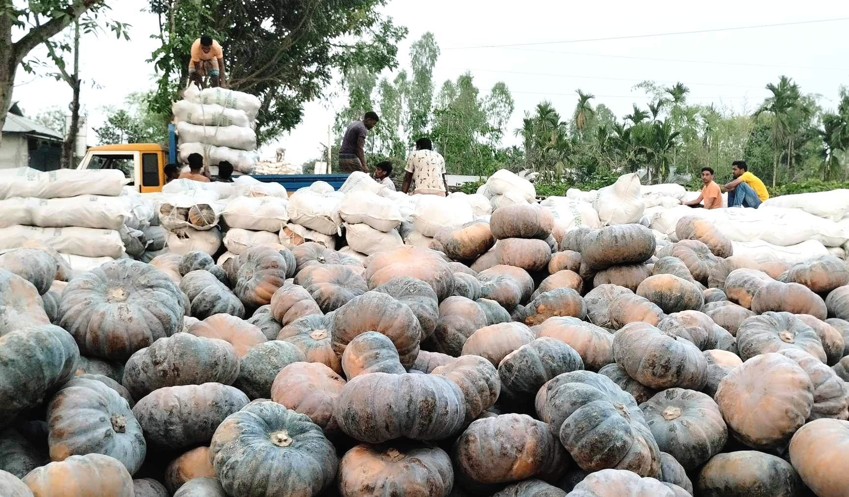 তিস্তার চরের মিষ্টি কুমড়ার ব্যাপক চাহিদা বেড়েছে বিভিন্ন জেলায়