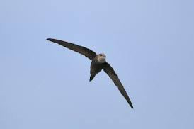 BirdWatch Ireland (@birdwatchie) on Twitter photo (Kf) To all the Swifties <a href="/taylorswift13/">Taylor Swift</a> this weekend from all the <a href="/BirdWatchIE/">BirdWatch Ireland</a> Swifties working hard to conserve this cool but endangered bird in Ireland. Both fly high, both break records. <a href="/taylorswift13/">Taylor Swift</a> get in touch <a href="/BirdWatchIE/">BirdWatch Ireland</a> if you want to know more! (Kf) To all the Swifties <a href="/taylorswift13/">Taylor Swift</a> this weekend from all the <a href="/BirdWatchIE/">BirdWatch Ireland</a> Swifties working hard to conserve this cool but endangered bird in Ireland. Both fly high, both break records. <a href="/taylorswift13/">Taylor Swift</a> get in touch <a href="/BirdWatchIE/">BirdWatch Ireland</a> if you want to know more!