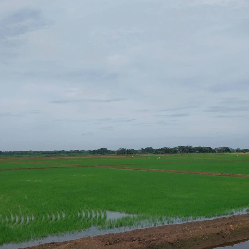 Así se ve el desarrollo de nuestra semilla MD248 en Calabozo, estado Guárico, Venezuela.

¡Sembramos calidad, cosechamos excelencia! 💚🌱