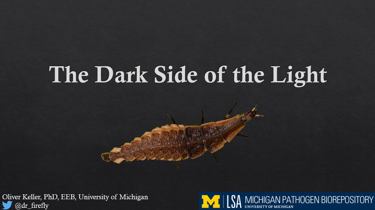 dr_firefly's tweet photo. Gave a presentation @Harvard @RowlandInst on #fireflies and their food sources yesterday. It was such an honor and I really appreciate the invitation by Avalon Owens. #FireflyMagic https://t.co/H5EeHR8O5W